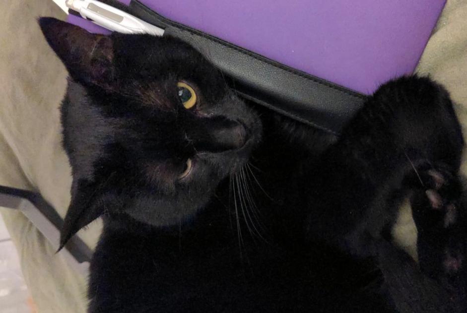 Disappearance alert Cat  Female , 6 years Millery France