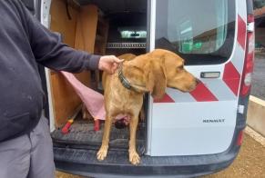 Discovery alert Dog Male Saint-Front-d'Alemps France