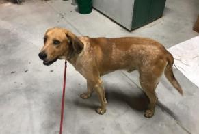 Discovery alert Dog Male Saint-Front-d'Alemps France