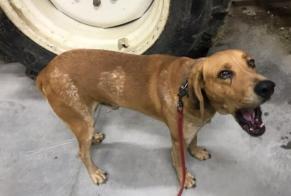 Discovery alert Dog Male Saint-Front-d'Alemps France