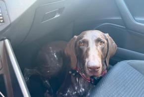 Disappearance alert Dog Female, 5 years La Rochelle France