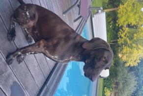 Disappearance alert Dog Female, 5 years La Rochelle France