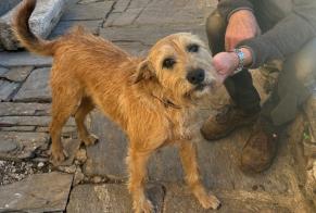 Discovery alert Dog Male Mons France