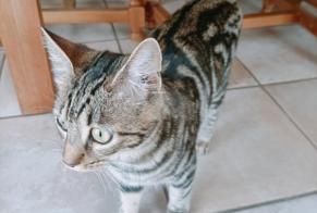 Disappearance alert Cat Female, 0 years Monteux France