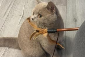 Disappearance alert Cat Male, 1 years Issy-les-Moulineaux France