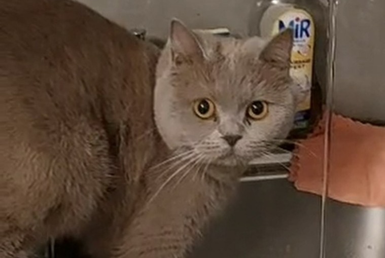 Disappearance alert Cat  Male , 1 years Issy-les-Moulineaux France