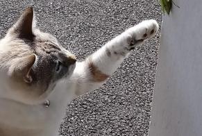 Disappearance alert Cat miscegenation Female, 10 years Pouzauges France