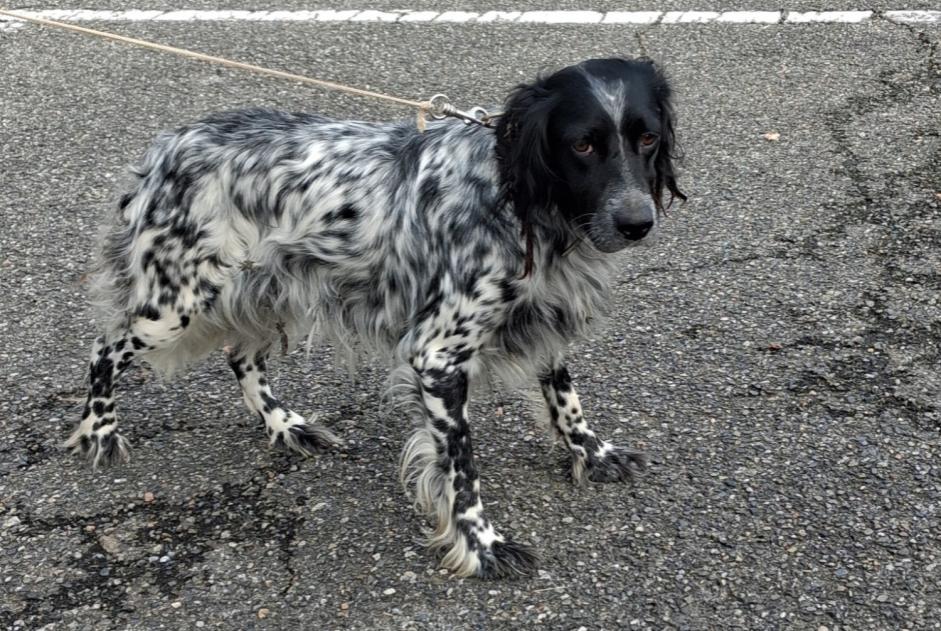 Discovery alert Dog  Female Onard France