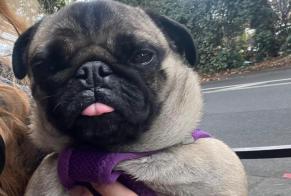 Discovery alert Dog Female Charenton-le-Pont France