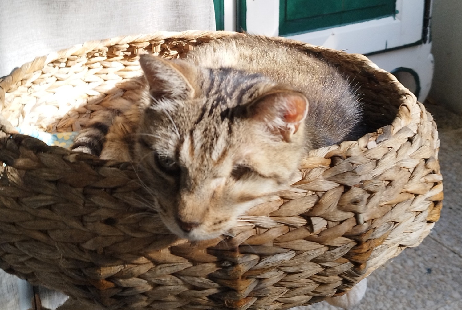 Disappearance alert Cat Female, 13 years Paris France