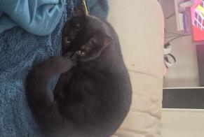 Disappearance alert Cat Male, 0 years Savy-Berlette France