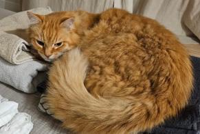 Disappearance alert Cat Male, 12 years Toulouges France