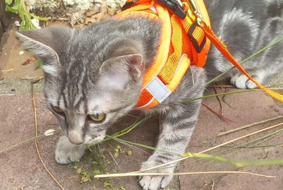 Disappearance alert Cat Male , 0 years Anglet France