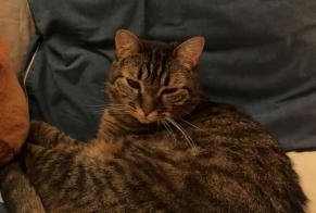 Disappearance alert Cat Female, 6 years Néronde France