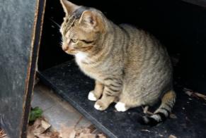 Alerta de Desaparición Gato Européen Macho , 11 años Mennecy Francia