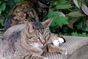 Alerta de Desaparición Gato Européen Macho , 11 años Mennecy Francia