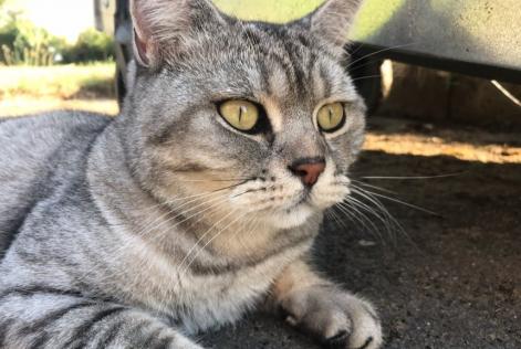 Alerta de Desaparición Gato  Macho , 12 años Floing Francia
