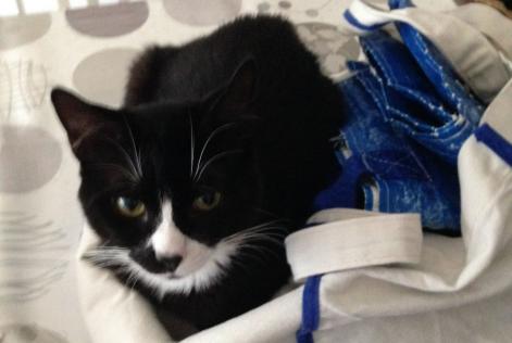 Alerta de Desaparición Gato Macho , 10 años Caudebec-lès-Elbeuf Francia
