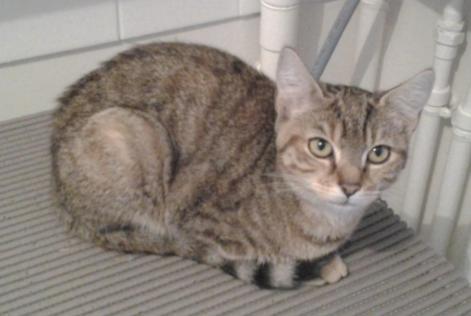 Alerta de Desaparición Gato Hembra , 10 años Caudebec-lès-Elbeuf Francia