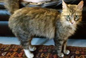 Alerta de Desaparición Gato Hembra , 9 años Reims Francia