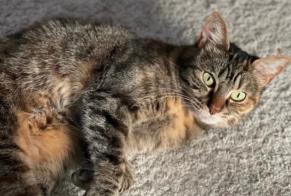 Alerta de Desaparición Gato Hembra , 11 años Limeil-Brévannes Francia