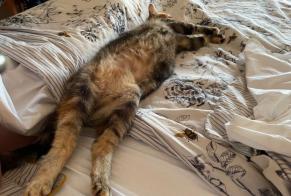 Alerta de Desaparición Gato  Hembra , 6 años Faye-la-Vineuse Francia