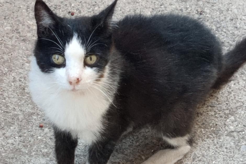 Alerta de Desaparición Gato Hembra , 18 años Sète Francia