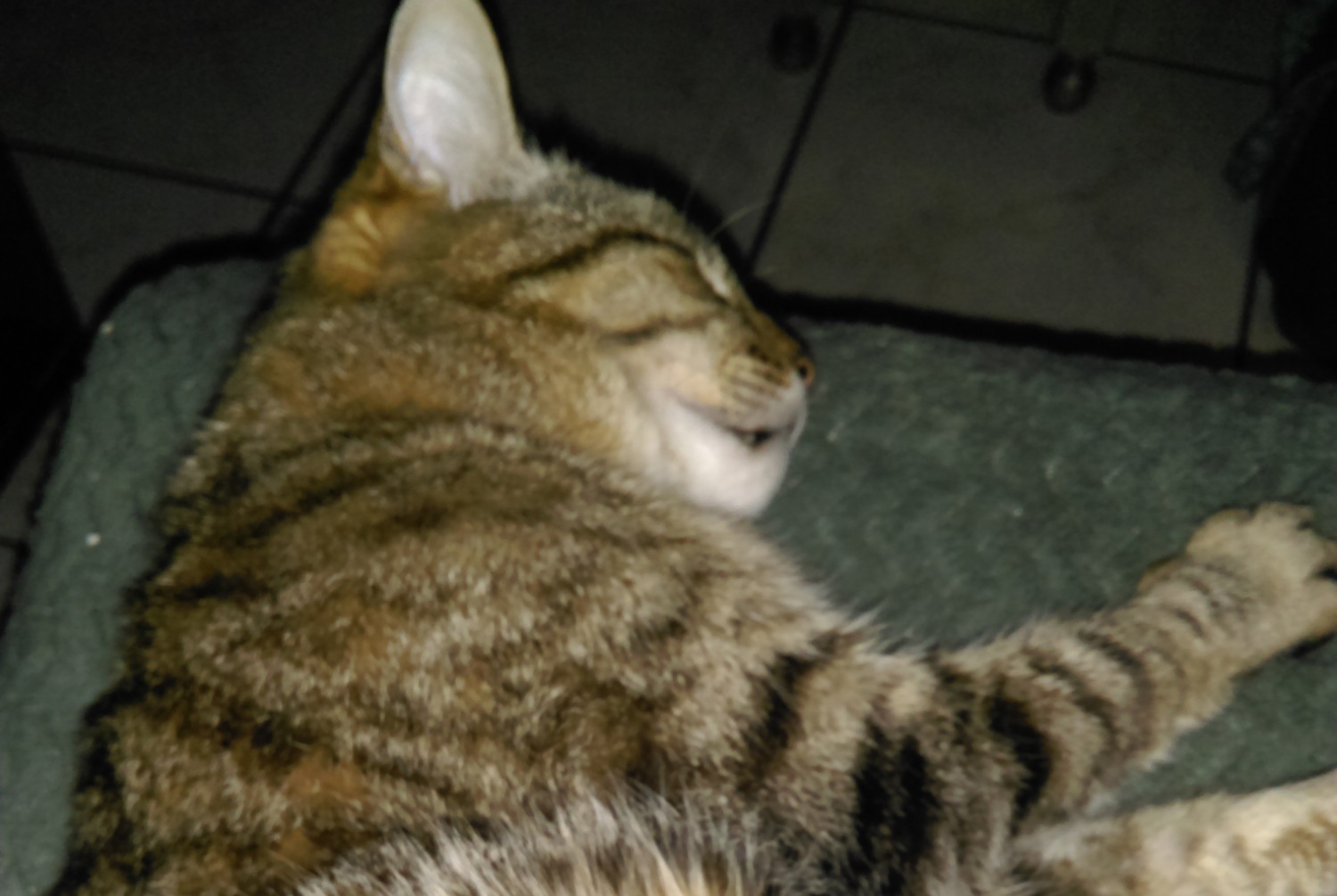 Alerta de Desaparición Gato  Macho , 18 años Kervignac Francia