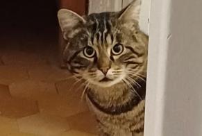 Alerta de Desaparición Gato Macho , 5 años Valence Francia