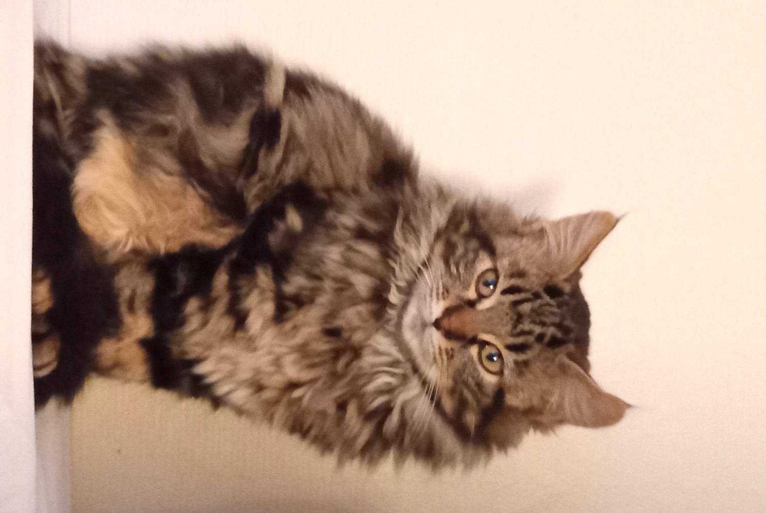 Alerta de Desaparición Gato  Macho , 2026 años Dammarie-les-Lys Francia