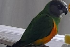 Alerta de Desaparición Pájaro Macho , 2026 años Le Creusot Francia