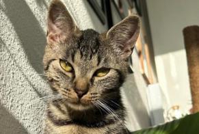 Alerta de Desaparición Gato  Hembra , 4 años Chécy Francia