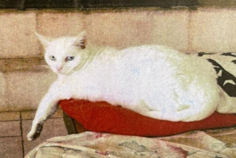 Alerta de Desaparición Gato Hembra , 8 años Saint-Cézaire-sur-Siagne Francia