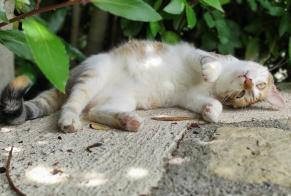 Alerta de Desaparición Gato  Hembra , 5 años Nonette-Orsonnette Francia