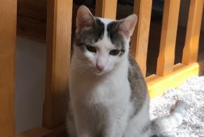 Alerta de Desaparición Gato cruce Hembra, 3 años Lesperon Francia