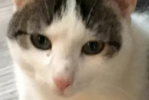 Alerta de Desaparición Gato cruce Hembra, 3 años Lesperon Francia