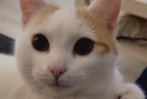 Alerta de Desaparición Gato Macho, 4 años Semblançay Francia