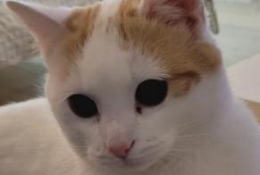 Alerta de Desaparición Gato Macho, 4 años Semblançay Francia