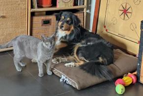 Alerta de Desaparición Gato Hembra, 2 años Hendaye Francia