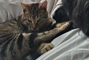 Alerta de Desaparición Gato Macho, 4 años Sainte-Marie Francia