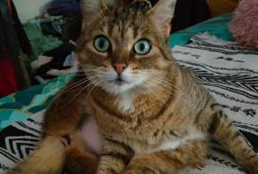 Alerta de Desaparición Gato Hembra, 7 años La Chartre-sur-le-Loir Francia