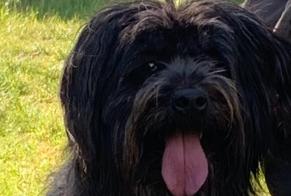 Alerta de Desaparición Perro Hembra, 14 años Saint-Prouant Francia