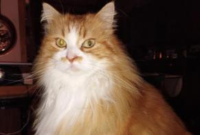 Alerta de Desaparición Gato Hembra, 11 años Tournefeuille Francia
