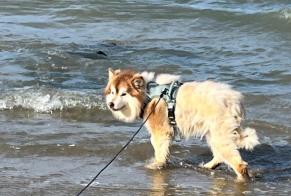 Alerta de Desaparición Perro Macho, 3 años Ploufragan Francia