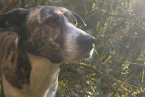 Alerta de Desaparición Perro cruce Hembra, 4 años Caylus Francia