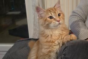 Alerta de Desaparición Gato cruce Macho, 2 años Villeurbanne Francia