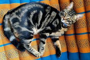 Alerta de Desaparición Gato Macho, 4 años Couddes Francia