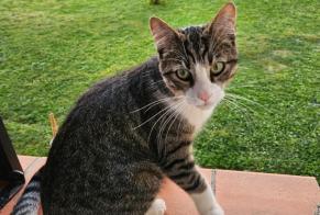 Alerta de Desaparición Gato Macho, 2 años Saint-Alban Francia