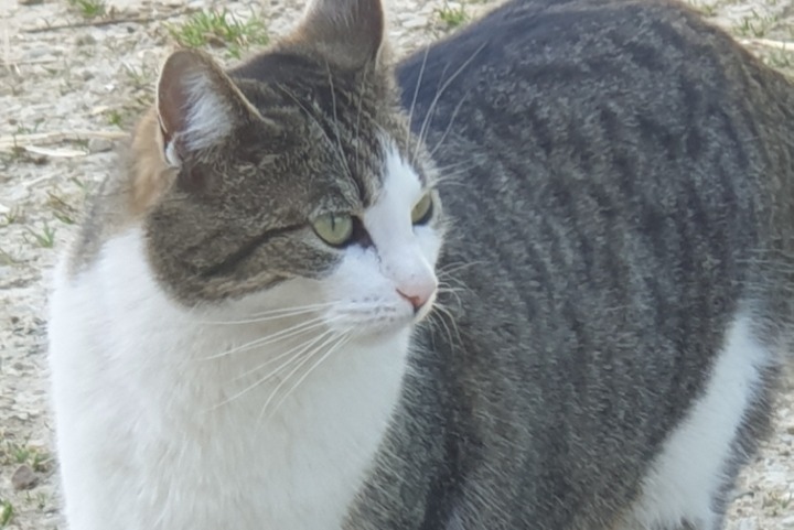 Alerta de Desaparición Gato  Hembra , 6 años Gainneville Francia