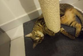 Alerta de Desaparición Gato Hembra, 8 años Toulouse Francia